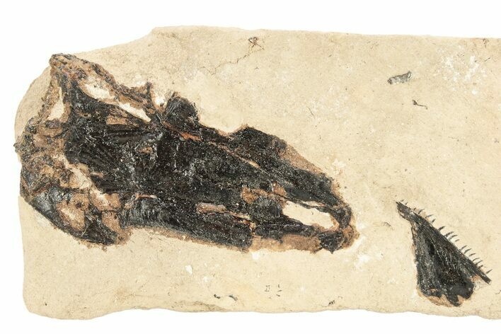 Fossil Fish Bone and Jaw in Rock - Asfla, Morocco #270942